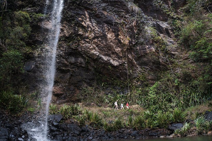 Private Gold Coast Wildlife Wasserfälle und Regenwald Tour