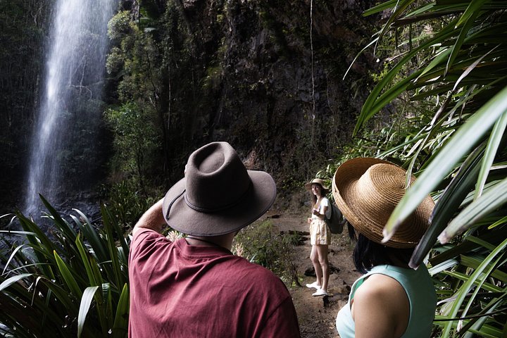 Private Gold Coast Wildlife Wasserfälle und Regenwald Tour