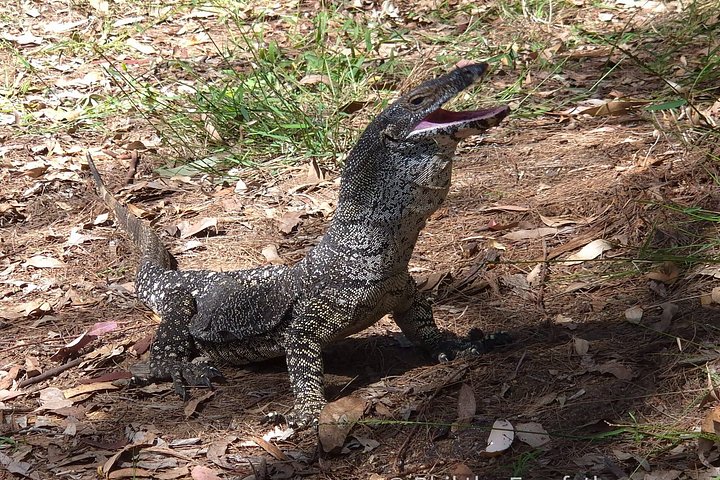 Private Gold Coast Wildlife Wasserfälle und Regenwald Tour