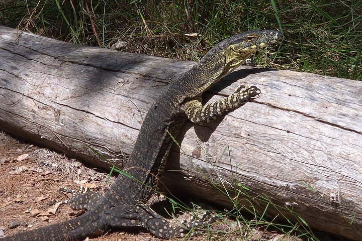 Private Gold Coast Wildlife Wasserfälle und Regenwald Tour