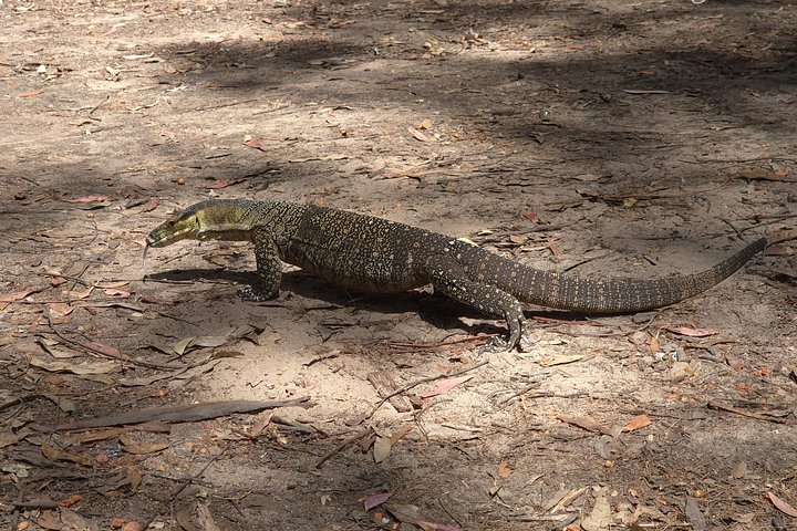 Private Gold Coast Wildlife Wasserfälle und Regenwald Tour