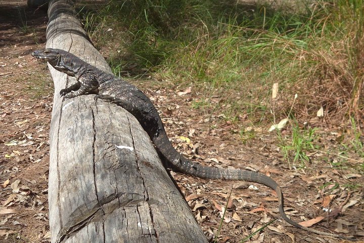 Private Gold Coast Wildlife Wasserfälle und Regenwald Tour