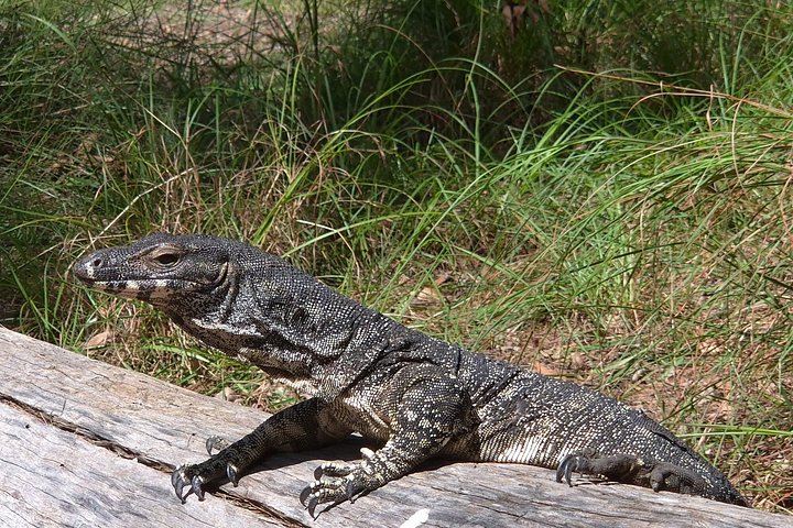 Private Gold Coast Wildlife Wasserfälle und Regenwald Tour