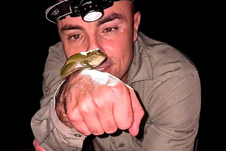 Private Gold Coast Wildlife Wasserfälle und Regenwald Tour