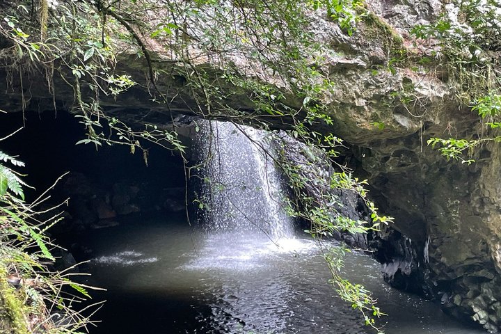 Private Gold Coast Wildlife Wasserfälle und Regenwald Tour