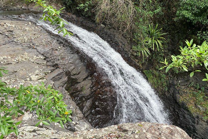 Private Gold Coast Wildlife Wasserfälle und Regenwald Tour