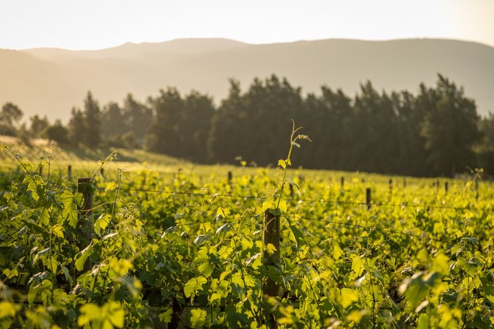 Fuld-dags Stellenbosch og Franschhoek Wine Tour fra Cape Town