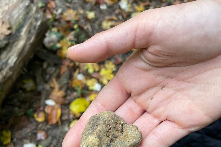 Truffeljacht en kaas-, truffel- en wijnproeverij in de buurt van Alba