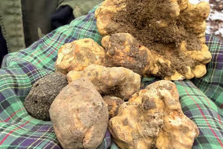 Truffeljacht en kaas-, truffel- en wijnproeverij in de buurt van Alba