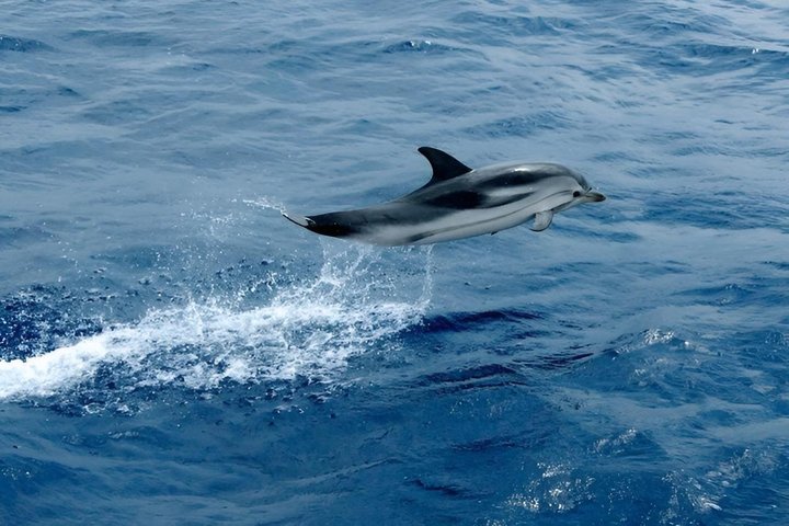 Avistamiento de ballenas a vela en el Santuario de Pelagos