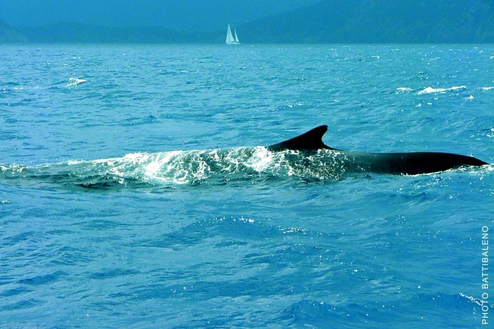 Avistamiento de ballenas a vela en el Santuario de Pelagos