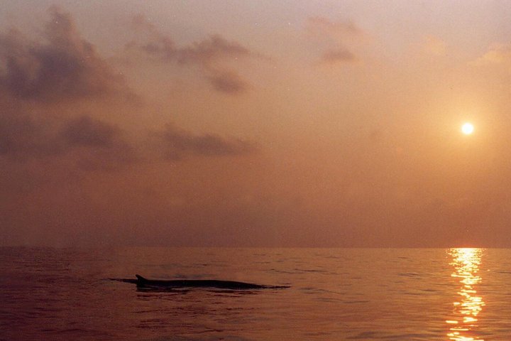 Avistamiento de ballenas a vela en el Santuario de Pelagos