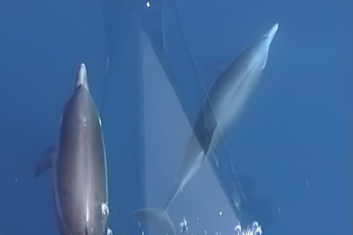 Avistamiento de ballenas a vela en el Santuario de Pelagos