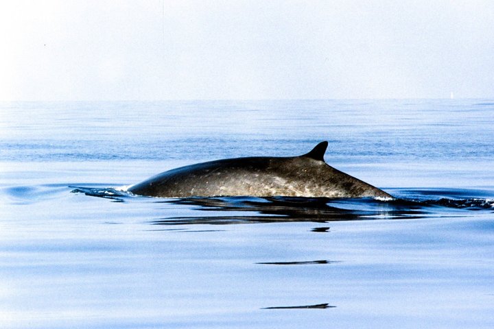 Avistamiento de ballenas a vela en el Santuario de Pelagos