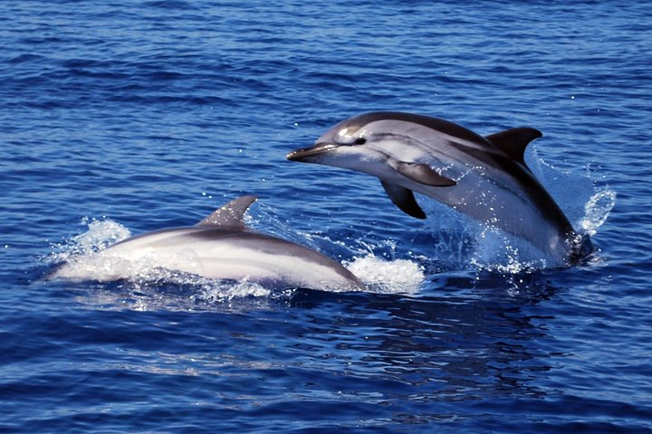 Avistamiento de ballenas a vela en el Santuario de Pelagos
