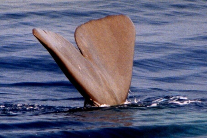 Avistamiento de ballenas a vela en el Santuario de Pelagos