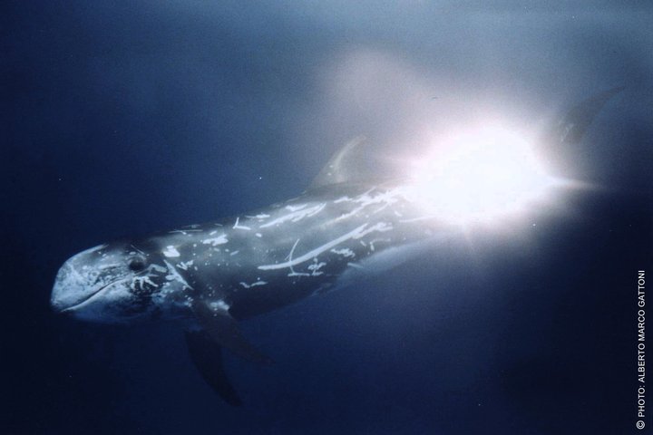 Avistamiento de ballenas a vela en el Santuario de Pelagos