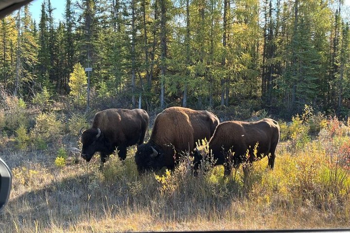 Bison und North Arm Scenic Highway Bustour