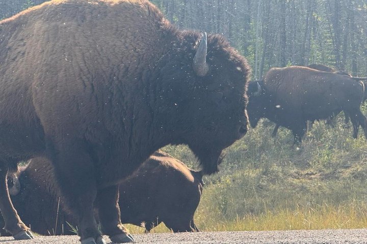 Bison und North Arm Scenic Highway Bustour
