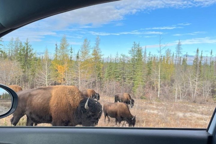 Bison und North Arm Scenic Highway Bustour