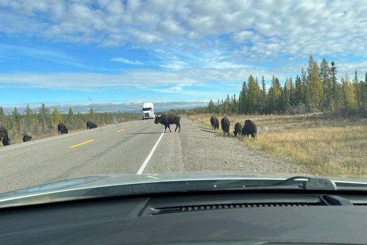 Bison und North Arm Scenic Highway Bustour