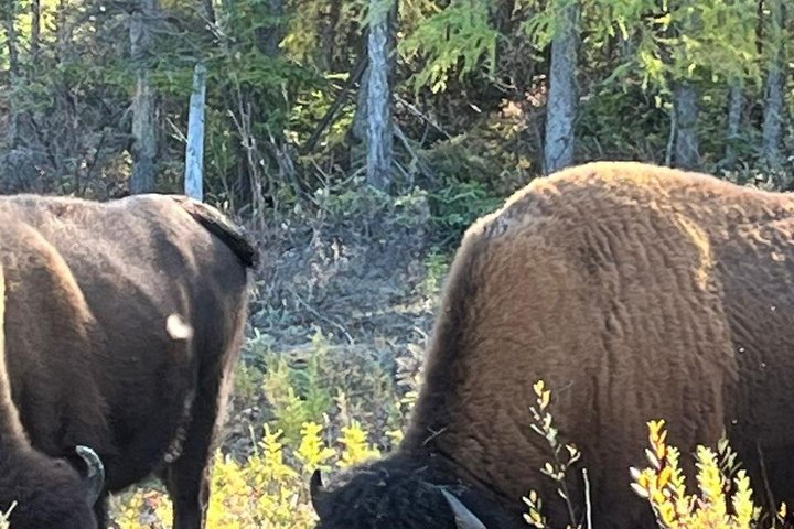 Bison und North Arm Scenic Highway Bustour