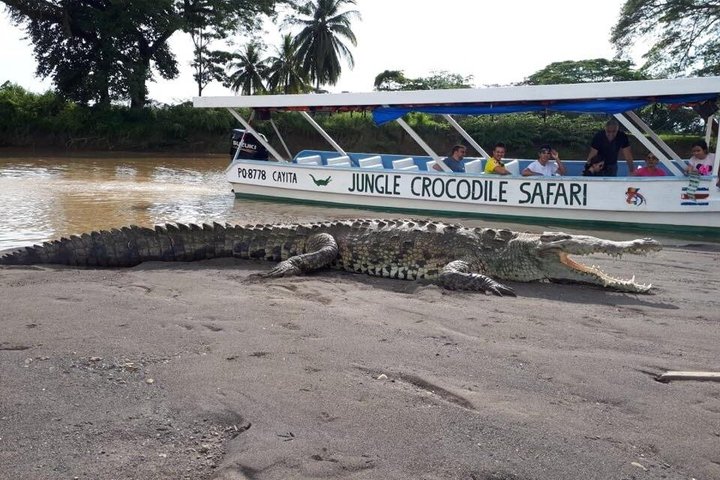 Jungle Krokodillen Safari : Tarcoles River Krokodillentocht