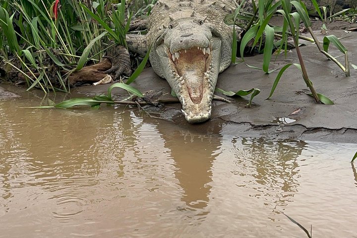 Jungle Krokodillen Safari : Tarcoles River Krokodillentocht