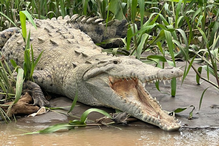 Jungle Krokodillen Safari : Tarcoles River Krokodillentocht