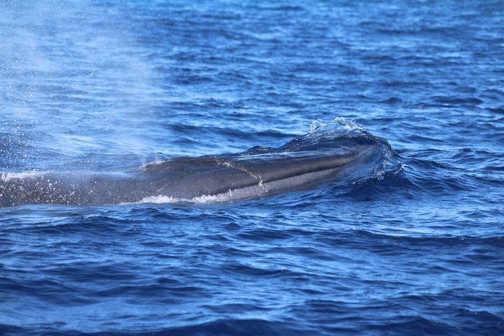 Val- och delfinskådning på ön Terceira