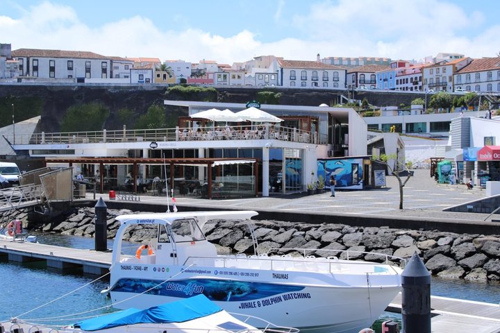 Val- och delfinskådning på ön Terceira