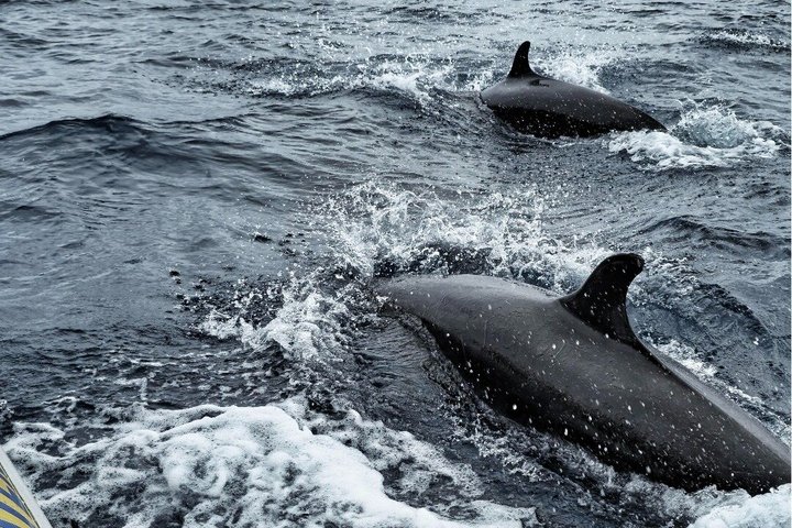 Val- och delfinskådning på ön Terceira