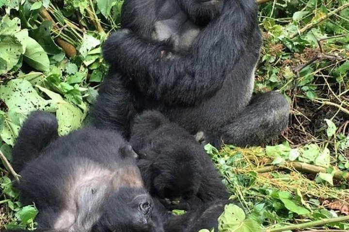 1 dag Rwanda Gorilla Trekking Tour i Volcanoes National Park