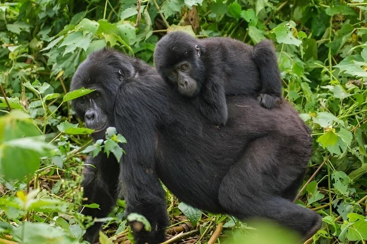 1 dag Rwanda Gorilla Trekking Tour i Volcanoes National Park