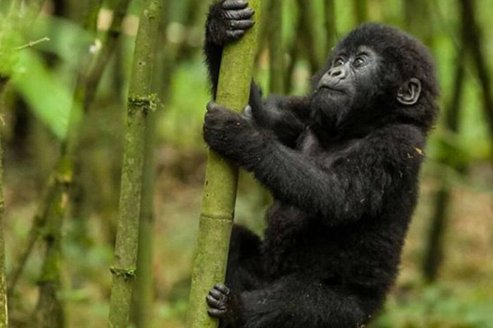 1 dag Rwanda Gorilla Trekking Tour i Volcanoes National Park