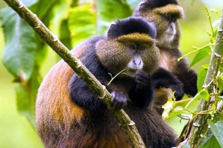 1 dag Rwanda Gorilla Trekking Tour i Volcanoes National Park