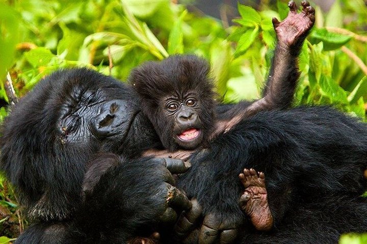 1 dag Rwanda Gorilla Trekking Tour i Volcanoes National Park