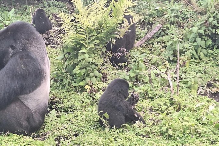 1 dag Rwanda Gorilla Trekking Tour i Volcanoes National Park
