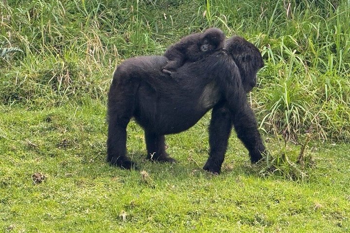 1 dag Rwanda Gorilla Trekking Tour i Volcanoes National Park