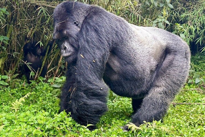 1 dag Rwanda Gorilla Trekking Tour i Volcanoes National Park