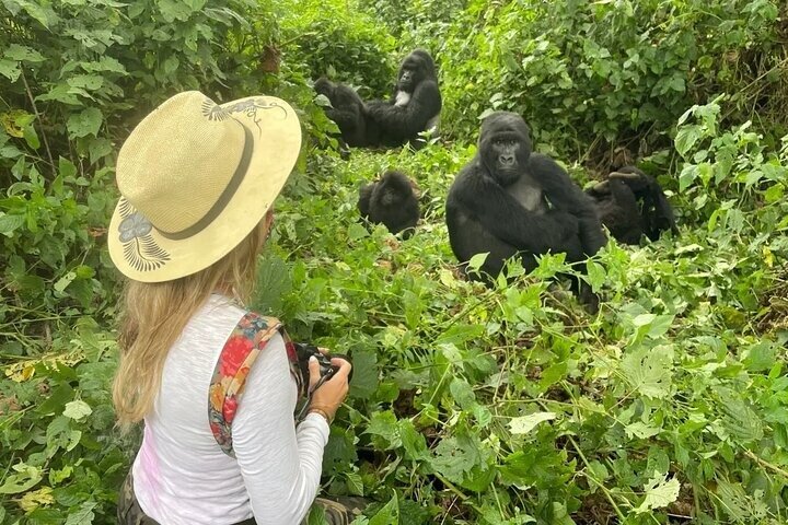 1 dag Rwanda Gorilla Trekking Tour i Volcanoes National Park