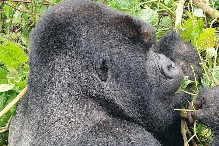 1 dag Rwanda Gorilla Trekking Tour i Volcanoes National Park