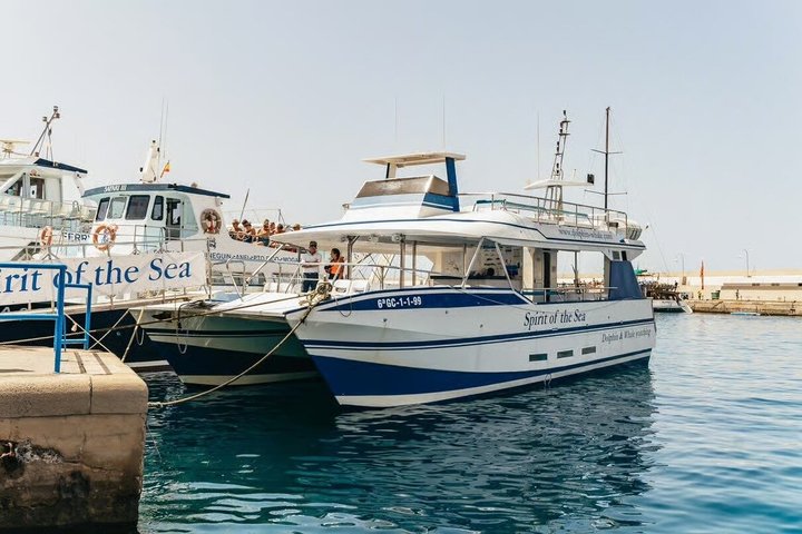Spirit of the Sea: Cetacean sighting in Gran Canaria