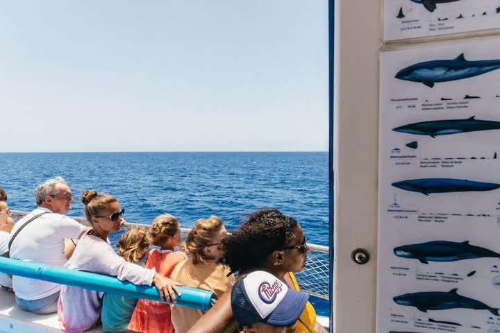 Spirit of the Sea: Cetacean sighting in Gran Canaria