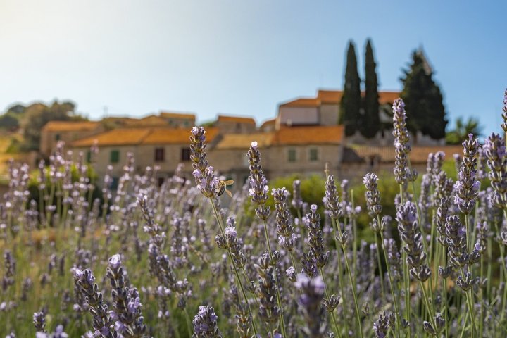 Hidden Hvar Eco Tuk Tuk Tour: Campos de Lavanda, Aldeias e Vistas