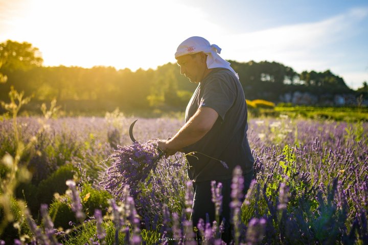 Hidden Hvar Eco Tuk Tuk Tour: Campos de Lavanda, Aldeias e Vistas