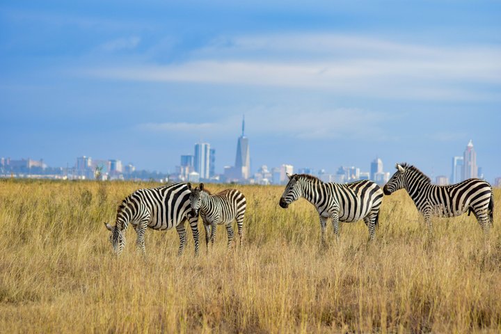 Nairobi nasjonalpark Half-Day Game Drive med hotellhenting