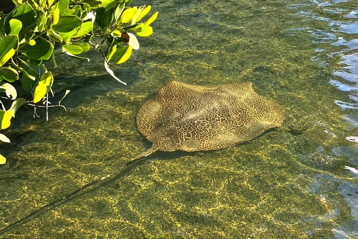 Noosa Heads : Epico tour in kayak per vie d'acqua nascoste e fauna selvatica