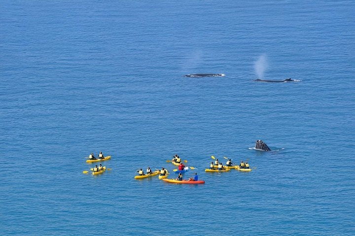 Noosa : Excursion épique en 4X4 d'observation des baleines sur les kayaks d'océan et la plage
