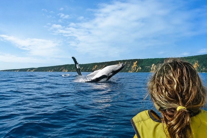 Rainbow Beach: Delfiner och vilda djur Ocean Kayak & Beach 4WD Tour